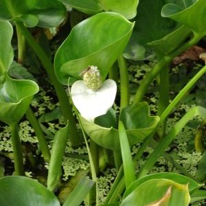 Photographie n°2301298 du taxon Calla palustris L. [1753]