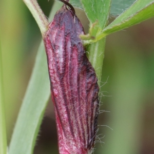 Photographie n°2301329 du taxon Trifolium pratense L. [1753]