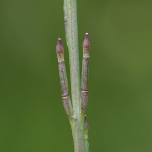  - Hirschfeldia incana (L.) Lagr.-Foss. [1847]