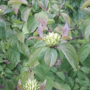 Photographie n°2301367 du taxon Cornus sanguinea L.