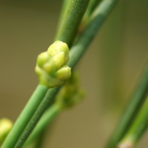 Photographie n°2301373 du taxon Ephedra distachya L. [1753]