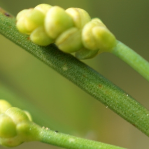 Photographie n°2301375 du taxon Ephedra distachya L. [1753]