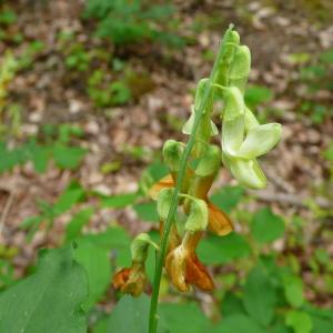 Photographie n°2301391 du taxon Lathyrus ochraceus Kitt.