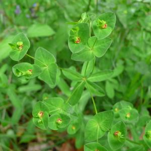 Photographie n°2301397 du taxon Euphorbia dulcis subsp. incompta (Ces.) Nyman [1890]