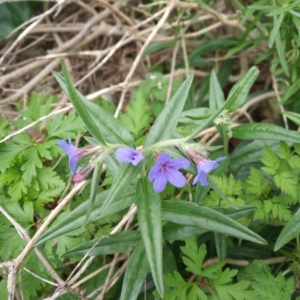 Photographie n°2301429 du taxon Buglossoides purpurocaerulea (L.) I.M.Johnst. [1954]