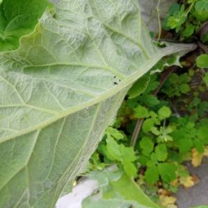 Photographie n°2301466 du taxon Arctium lappa L. [1753]