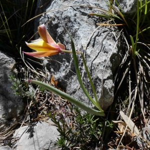 Photographie n°2301501 du taxon Tulipa sylvestris subsp. australis (Link) Pamp. [1914]