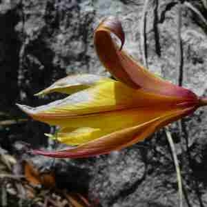 Photographie n°2301502 du taxon Tulipa sylvestris subsp. australis (Link) Pamp. [1914]