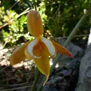 Photographie n°2301503 du taxon Tulipa sylvestris subsp. australis (Link) Pamp. [1914]