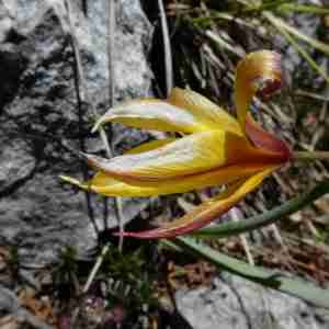 Photographie n°2301504 du taxon Tulipa sylvestris subsp. australis (Link) Pamp. [1914]