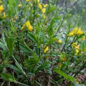 Photographie n°2301516 du taxon Genista pilosa L. [1753]