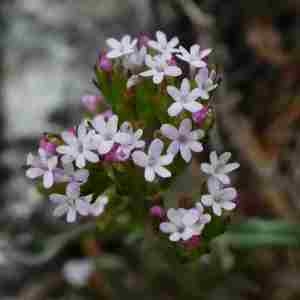 Photographie n°2301527 du taxon Centranthus calcitrapae (L.) Dufr. [1811]