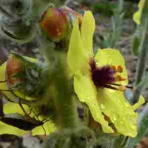 Photographie n°2301552 du taxon Verbascum chaixii Vill. [1779]