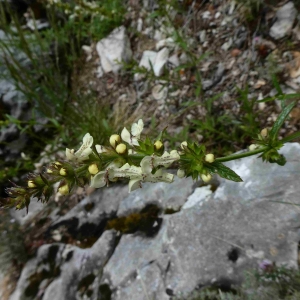 Photographie n°2301566 du taxon Sideritis hyssopifolia L. [1753]