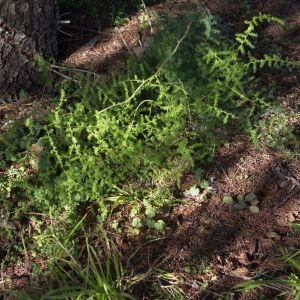 Photographie n°2301568 du taxon Asparagus acutifolius L. [1753]