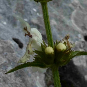 Photographie n°2301571 du taxon Sideritis hyssopifolia L. [1753]