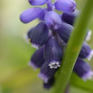 Photographie n°2301577 du taxon Muscari neglectum Guss. ex Ten.