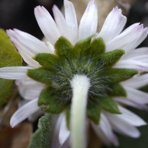 Photographie n°2301582 du taxon Bellis perennis L. [1753]