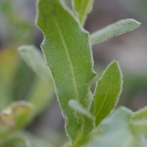 Photographie n°2301598 du taxon Calendula arvensis L. [1763]