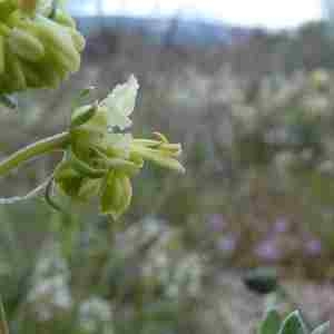 Photographie n°2301630 du taxon Reseda lutea L. [1753]