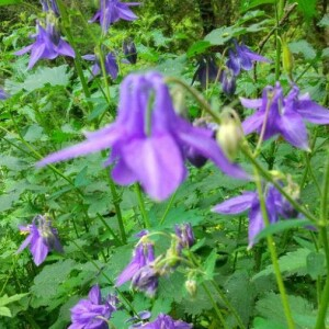 Photographie n°2301659 du taxon Aquilegia vulgaris L. [1753]