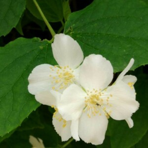 Photographie n°2301662 du taxon Philadelphus coronarius L. [1753]