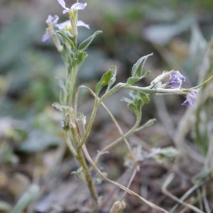 Photographie n°2301667 du taxon Malcolmia maritima (L.) R.Br. [1812]