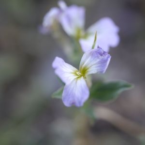 Photographie n°2301668 du taxon Malcolmia maritima (L.) R.Br. [1812]