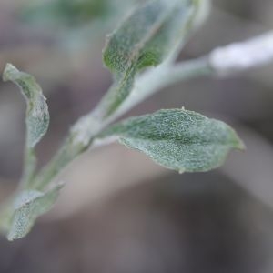 Photographie n°2301669 du taxon Malcolmia maritima (L.) R.Br. [1812]