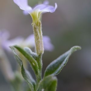 Photographie n°2301670 du taxon Malcolmia maritima (L.) R.Br. [1812]