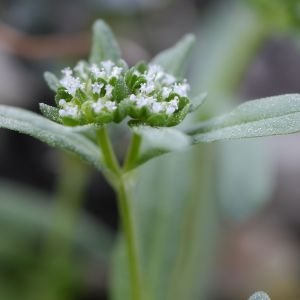 Photographie n°2301674 du taxon Valerianella locusta (L.) Laterr. [1821]