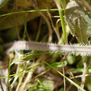 Photographie n°2301688 du taxon Erodium cicutarium (L.) L'Hér. [1789]