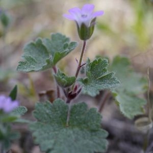 Photographie n°2301705 du taxon Geranium rotundifolium L.