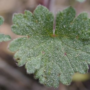 Photographie n°2301706 du taxon Geranium rotundifolium L.