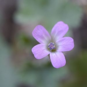 Photographie n°2301707 du taxon Geranium rotundifolium L.