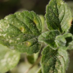 Photographie n°2301708 du taxon Calamintha nepeta (L.) Savi [1798]