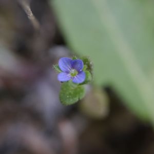 Photographie n°2301760 du taxon Veronica arvensis L. [1753]