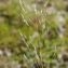  Loris STALPERS - Agrostis canina L. [1753]