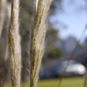 Photographie n°2301777 du taxon Bothriochloa barbinodis (Lag.) Herter [1940]