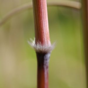 Photographie n°2301778 du taxon Bothriochloa barbinodis (Lag.) Herter [1940]