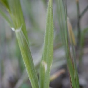 Photographie n°2301782 du taxon Hordeum murinum L. [1753]