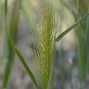 Photographie n°2301783 du taxon Hordeum murinum L. [1753]