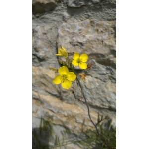 Diplotaxis muralis (L.) DC. subsp. muralis (Diplotaxis des murailles)