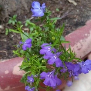 Photographie n°2301897 du taxon Lobelia erinus L. [1753]