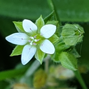 Photographie n°2301930 du taxon Arenaria serpyllifolia L. [1753]