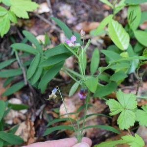 Photographie n°2301980 du taxon Lathyrus niger (L.) Bernh. [1800]