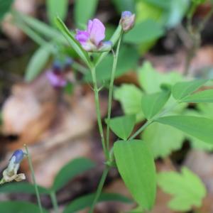 Photographie n°2301981 du taxon Lathyrus niger (L.) Bernh. [1800]