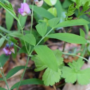 Photographie n°2301982 du taxon Lathyrus niger (L.) Bernh. [1800]