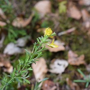 Photographie n°2301996 du taxon Genista pilosa subsp. pilosa 