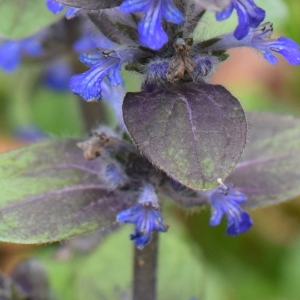 Photographie n°2302005 du taxon Ajuga reptans L. [1753]